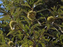 Castaño con su fruto